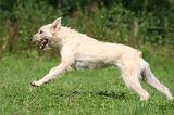 BOUVIER DES ARDENNES 373